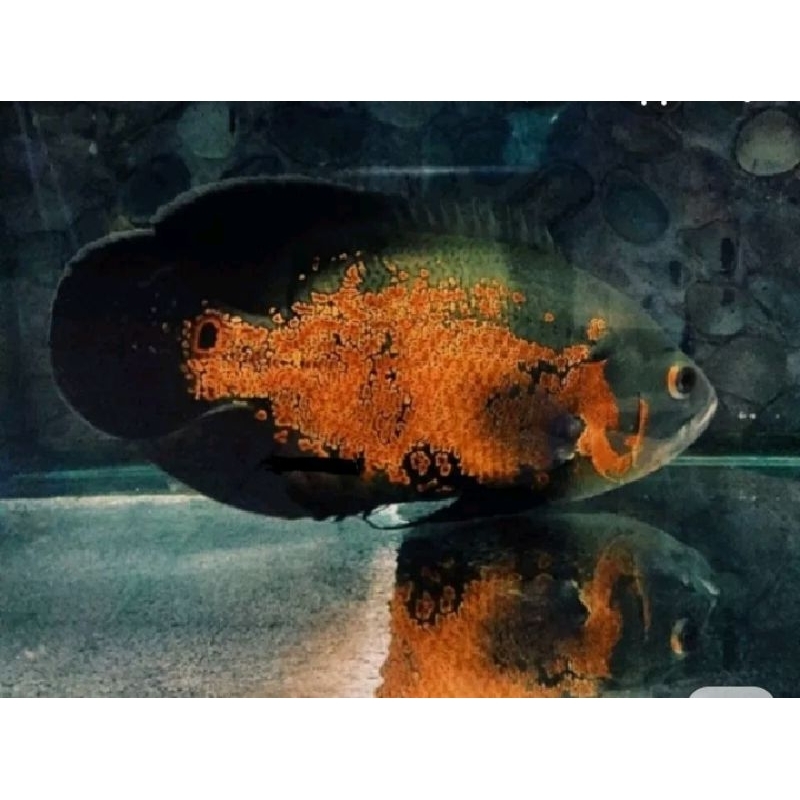 aksesoris aquarium Oscar tembaga 2 jari