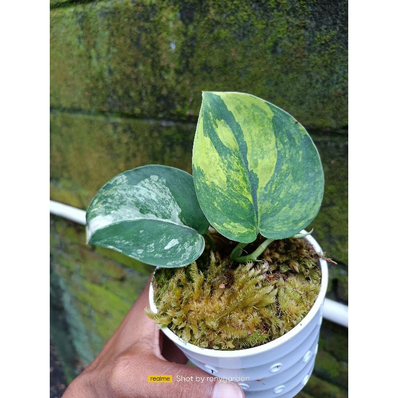Scindapsus jade satin variegata