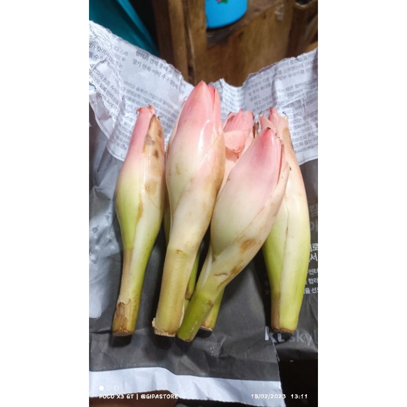 

RB Bunga Kecombrang Bunga Rias Segar 500gram