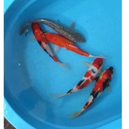 Paket Ikan Koi Blitar 35cm Grade A+ 5 Ekor