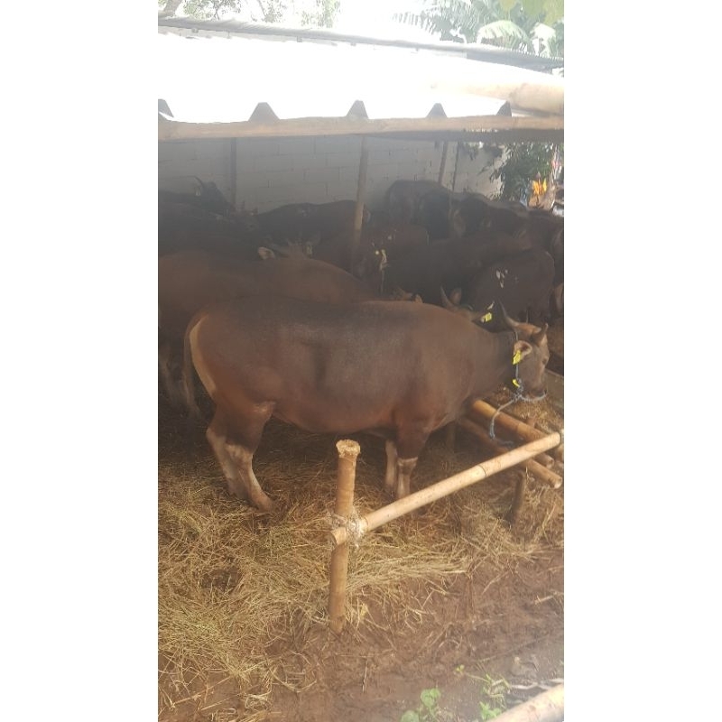 

Sapi Kurban bobot 350 Kg Up Termurah, Terbaik & Sehat