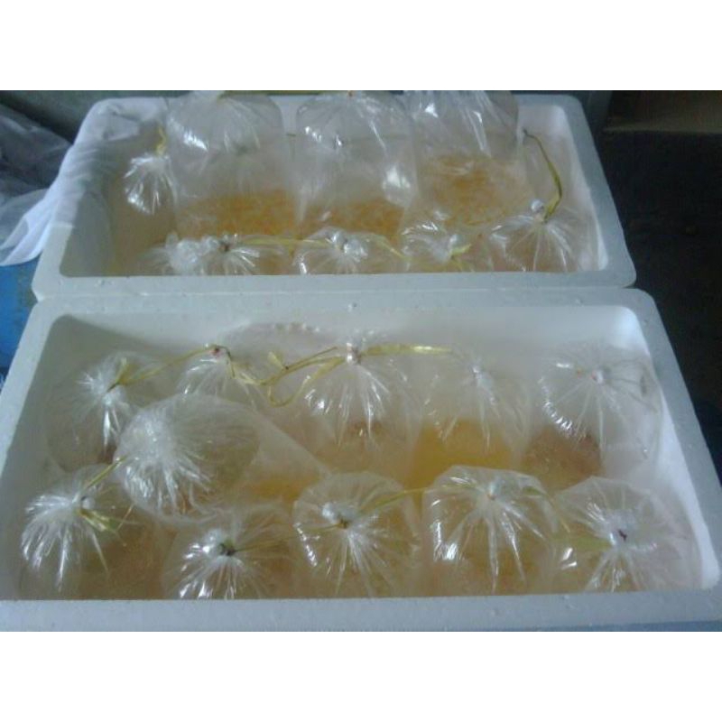 

Telur Ikan Gurame Premium Best Quality