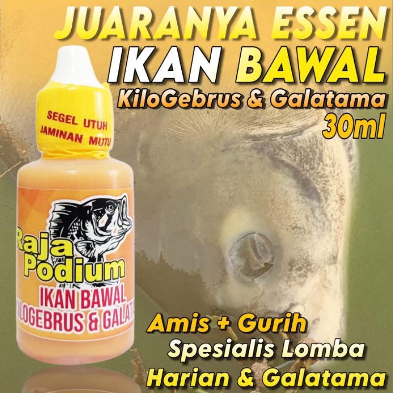 Essen Raja Podium Bawal, Essen Ikan Bawal Harian Dan Galatama Induk, Essen Ikan Bawal Cocok Di Segal