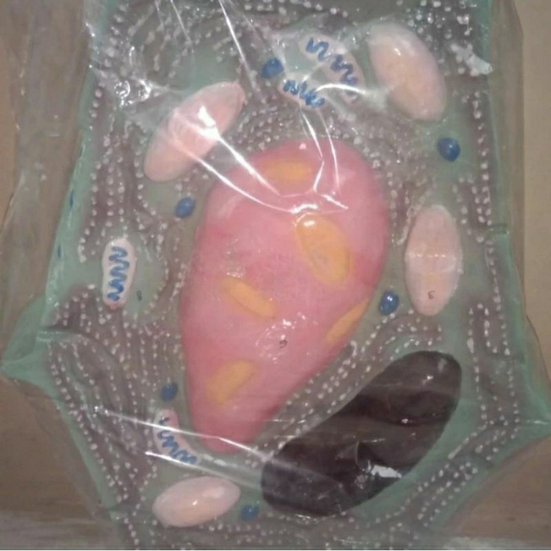 

Model sel tumbuhan / alat peraga biologi