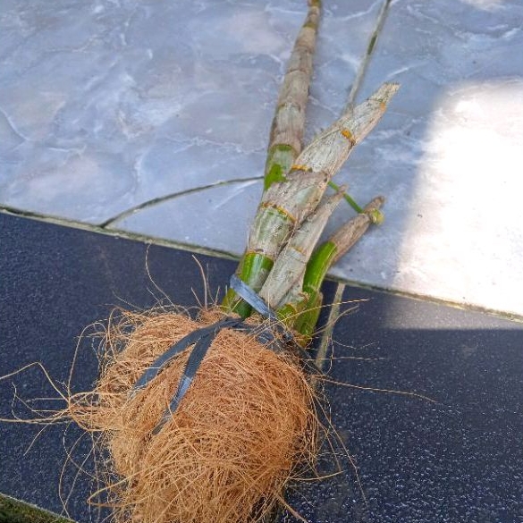 PROMO Bonggol Anggrek Dendrobium Bibit Anggrek Murah (THAILAND)