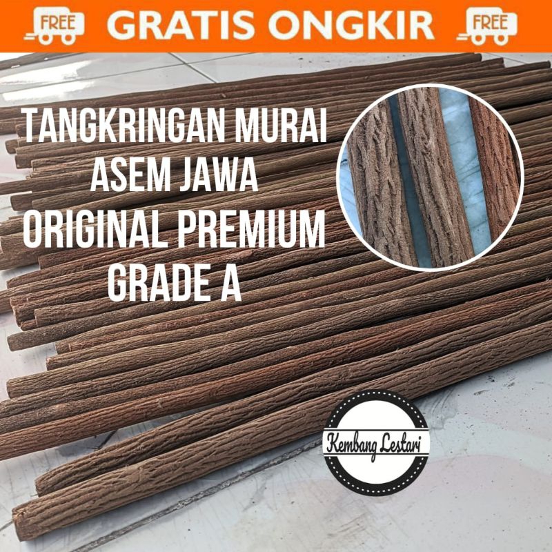 Tangkringan Murai Asem Jawa Super original