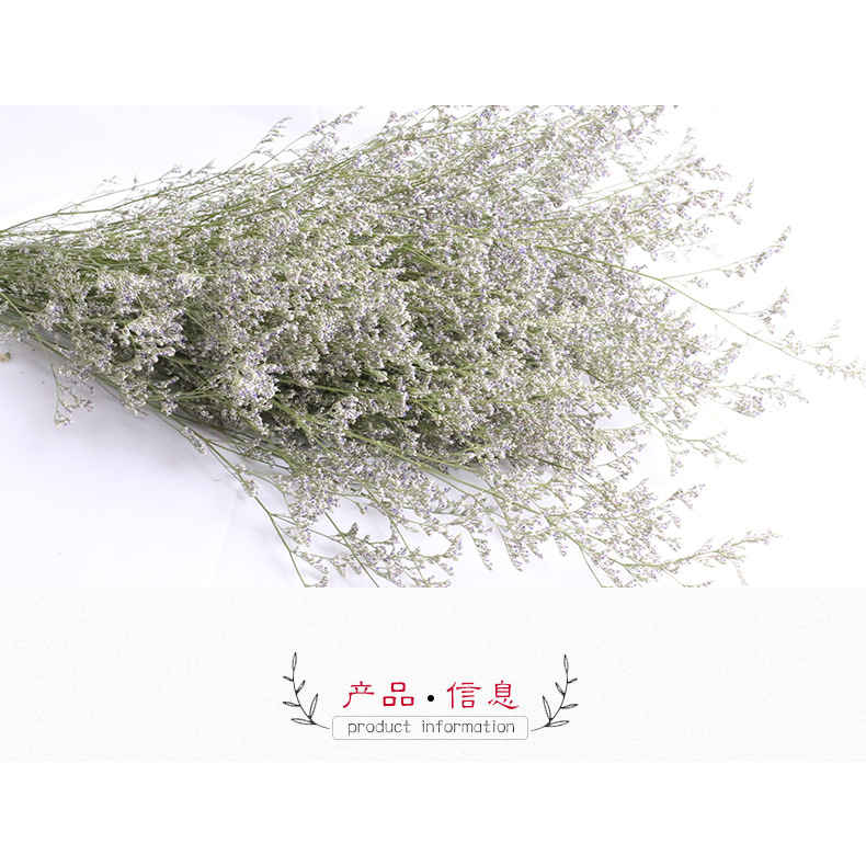 FG-GROSIR Dried Flower Caspea/Lovergrass Natural Asli Bunga Kering Hisan Bunga Kering Asli murah Dry