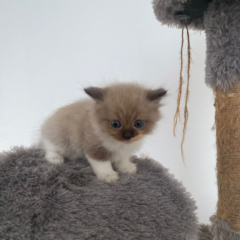 Anak Kucing BSH x Ragdoll Open Adopt Kitten British Short Hair