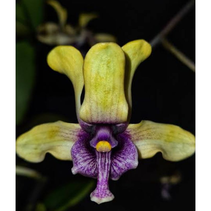 Anggrek dendrobium violaceoflavens / Besi Papua Dewasa