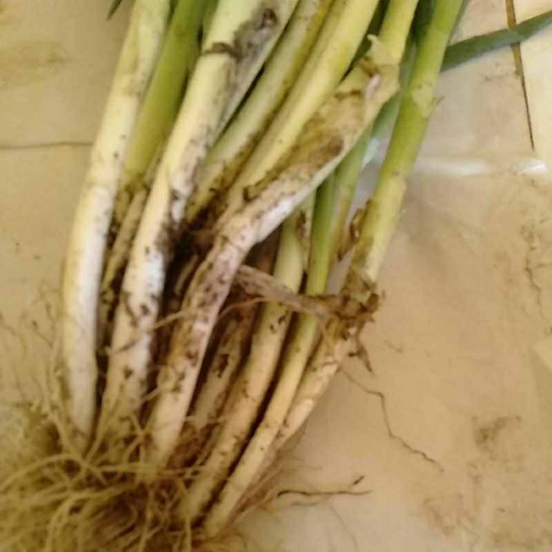 

Daun Pree bawang Onclang panen segar