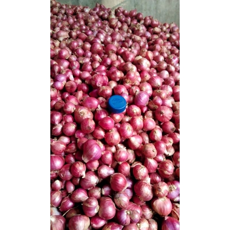 

bawang merah Probolinggo