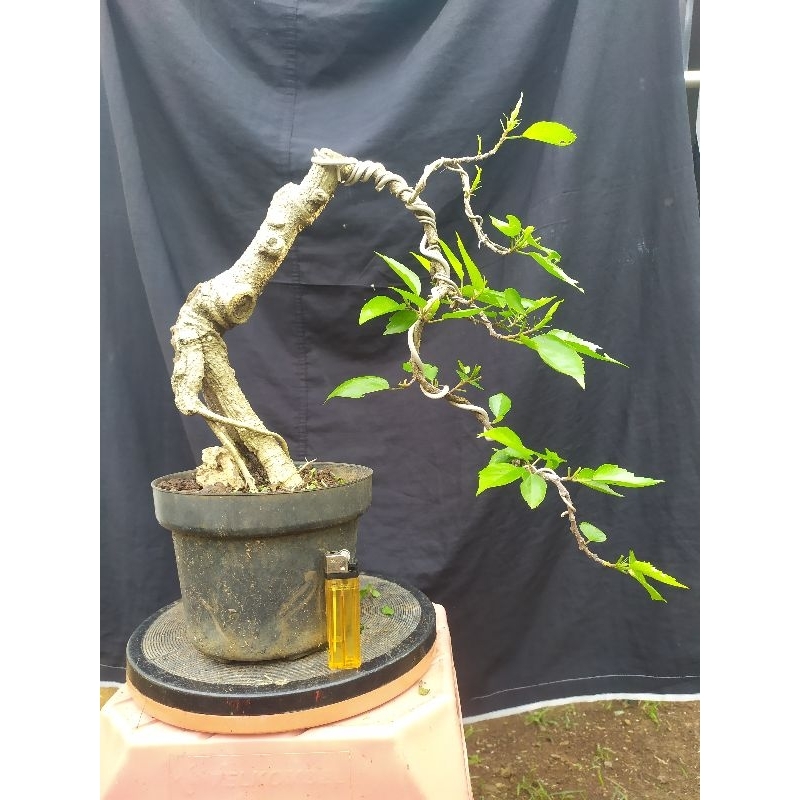 bahan bonsai kembang sepatu