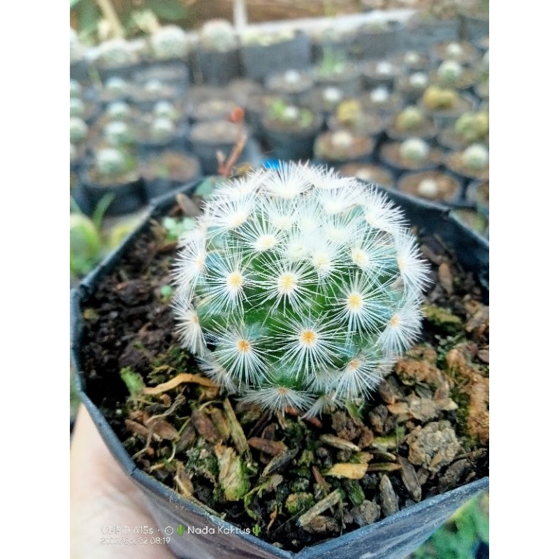 Kaktus mammilaria carmenae putih mini/ kaktus pasaman