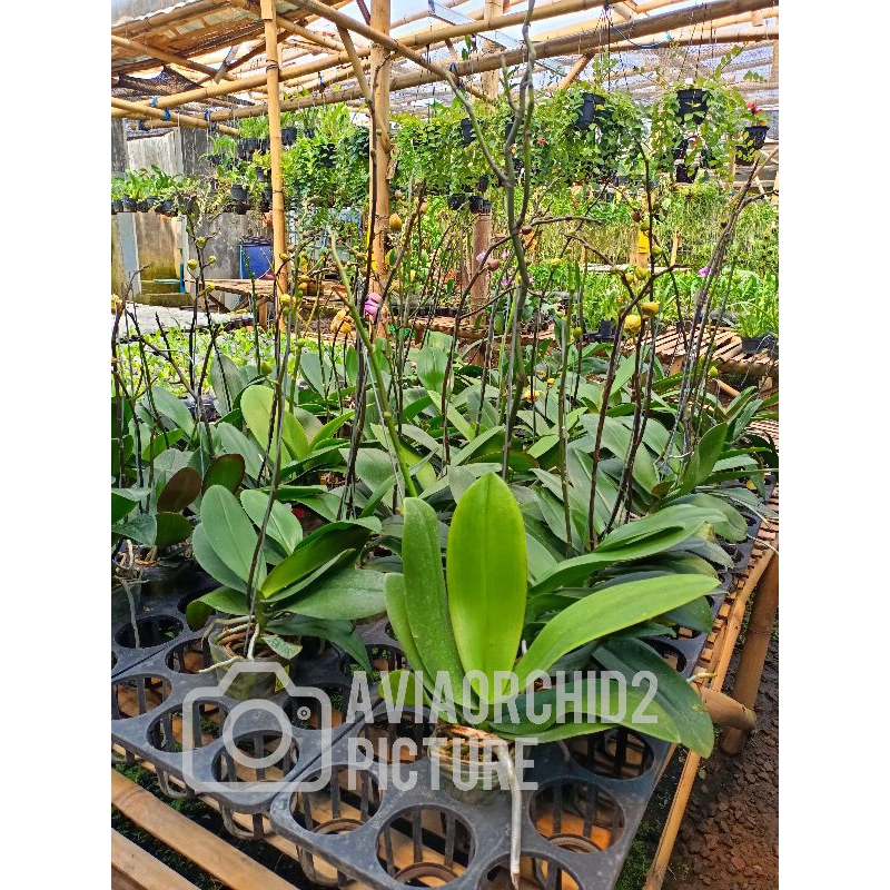 Anggrek bulan dewasa spike Jumbo plant clone taiwan