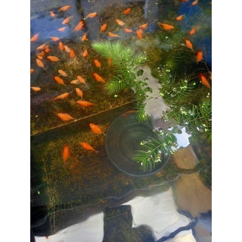 Hiasan Aquarium molly balon jumbo