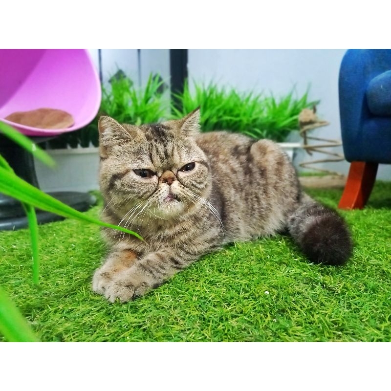 vitamin peaknose exo