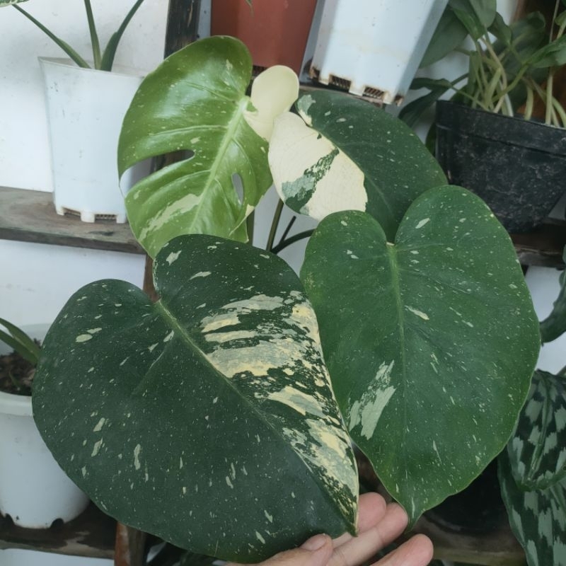 monthai Japan lab/monstera thai conste