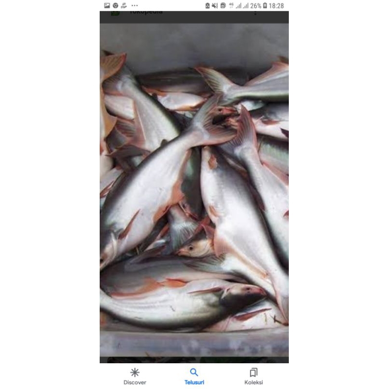 

ikan patin segar 1kg