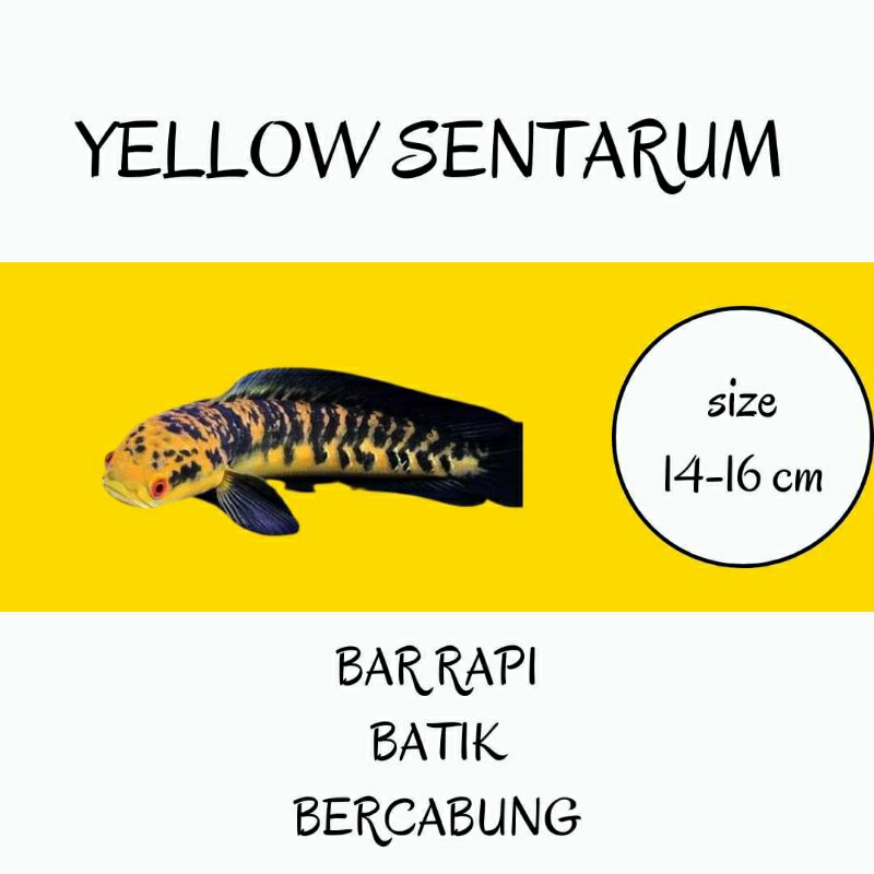yellow sentarum 14-16 cm bar rapi mata merah dorsal batik