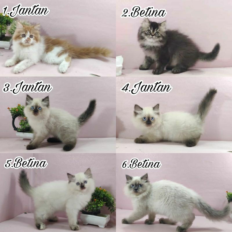 Kucing kitten Himalaya dan persia