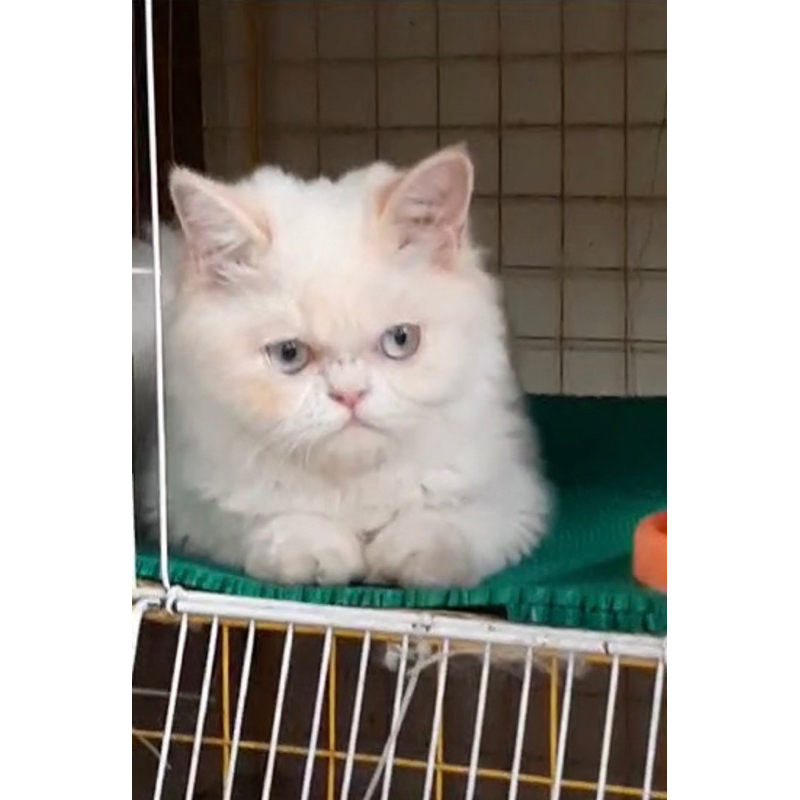 himalaya flatnose red point