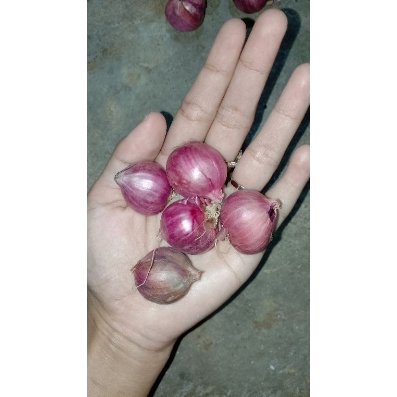 

bawang merah lokal