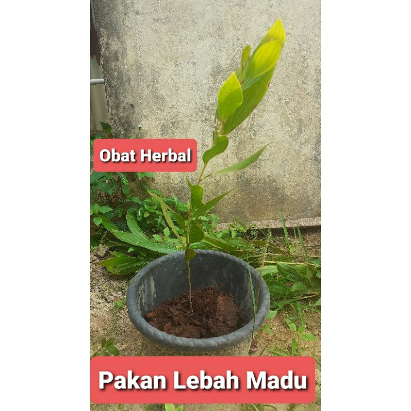 Bibit Pohon Akasia Mangium