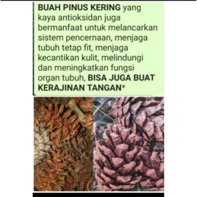 20 pcs Buah pinus kering / buah pinus kering buat hiasan / kerajinan tangan & kesehatan