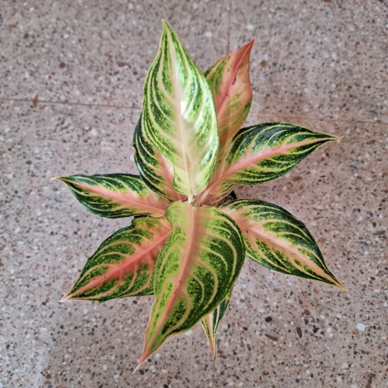 aglonema pink sunset dewasa daun 9-10