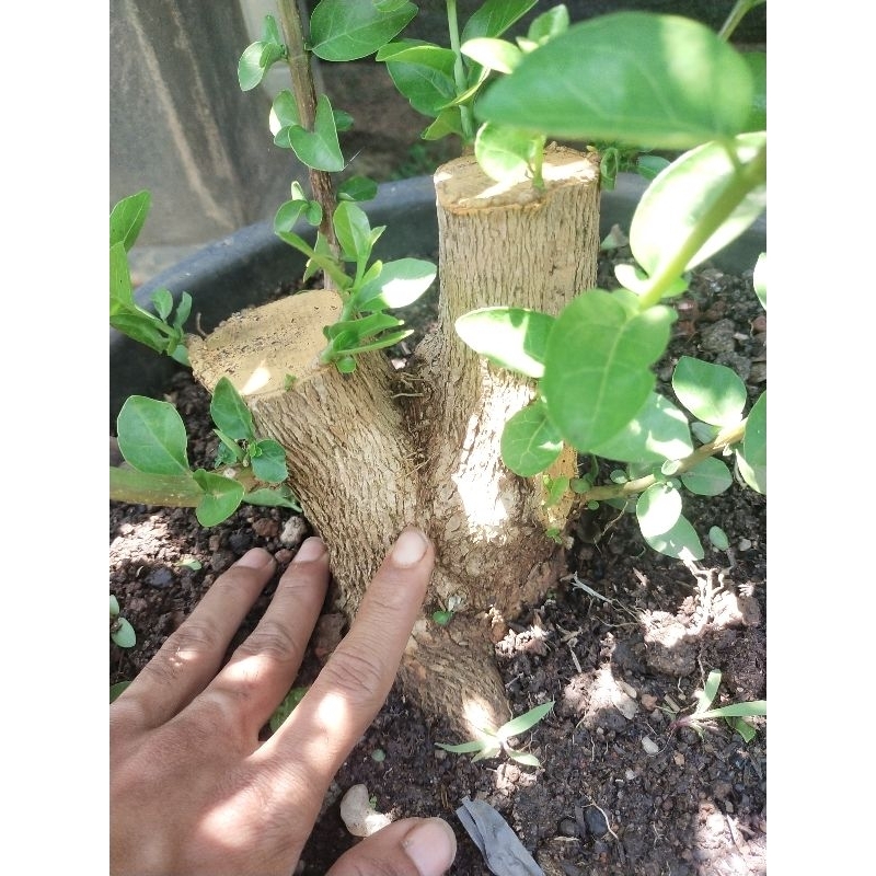 bahan bonsai sancang batang besar