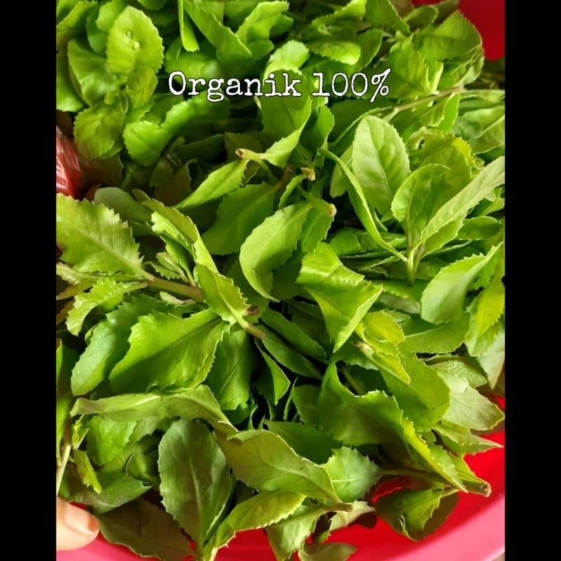 

Daun luntas,beluntas 1 kg,tradisional herbal