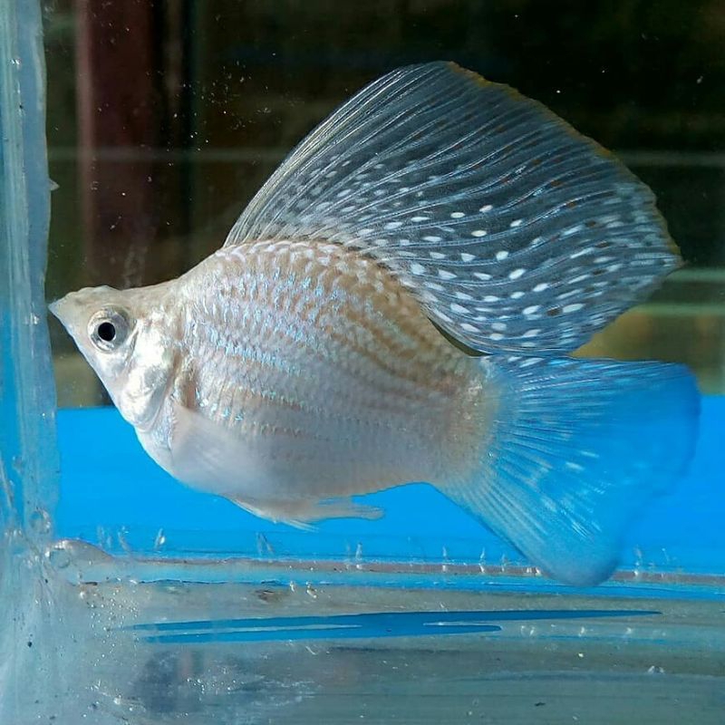 molly merpati Thailand slayer/cawang