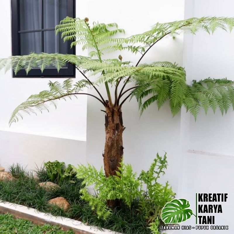 Tanaman hias pakis monyet - Tanaman peneduh pakis monyet - Pakis hutan