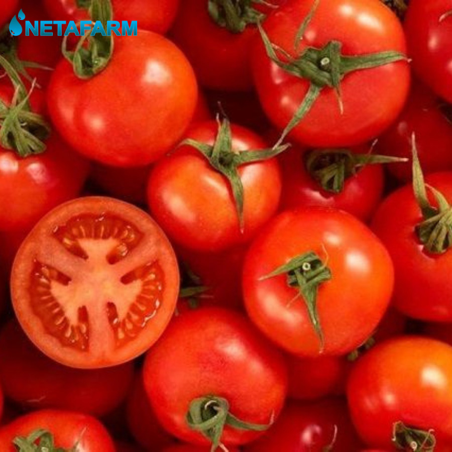Benih Biji Bibit Tomat Cherry Chung Mix Garden Seed - 20 Benih