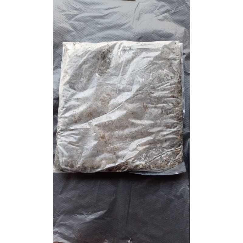 LAPINDO / UMPAN JADI SIAP PAKAI UNTUK GALATAMA LELE