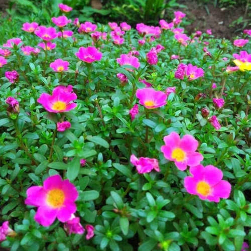 krokot Duna salvia import