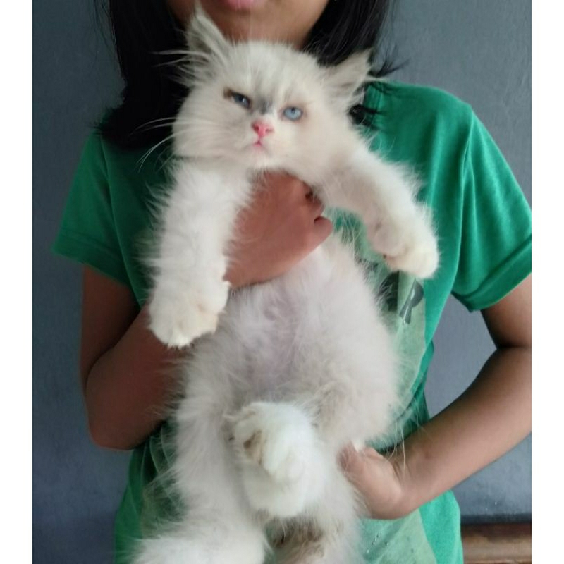 Anak kucing anggora/ Mix Ragdol/ Himalaya jantan/ kitten Himalayal jantan