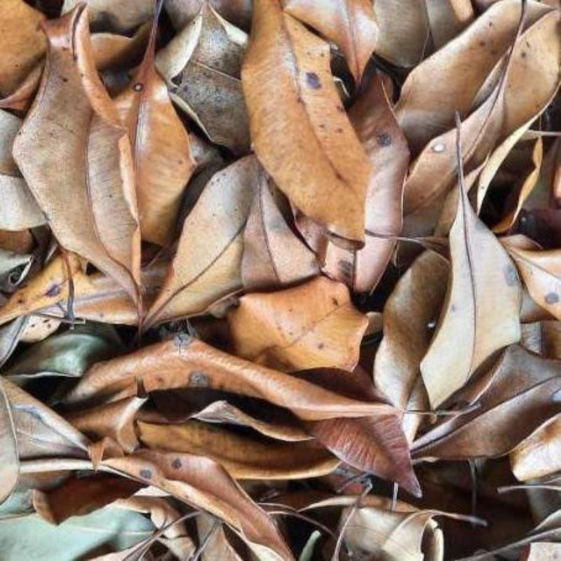 

DAUN CENGKEH kering. Di ambil langsung dari bawah pohon.