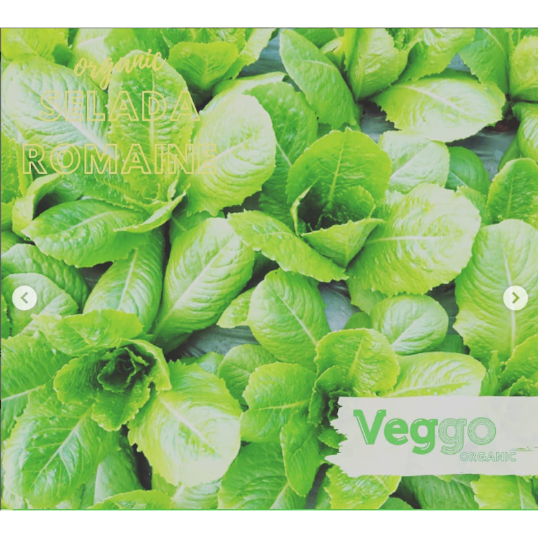 

Selada Romaine Organik