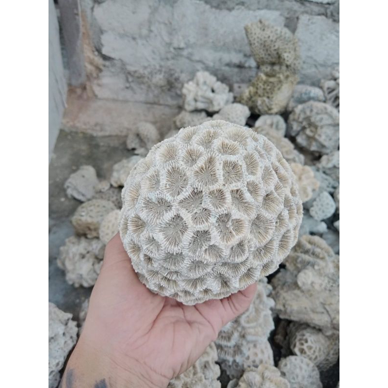 Batu karang laut asli hias aquarium