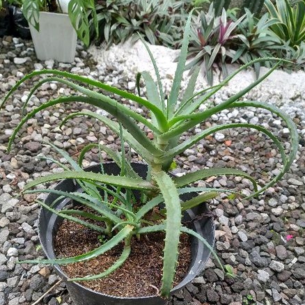 Tanaman hias lidah buaya mini,Tanaman lidah buaya mini,lidah buaya arborescen