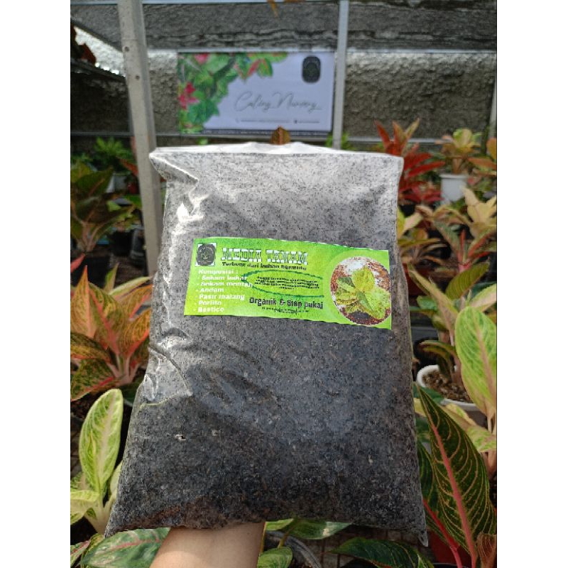 Media tanam aglaonema