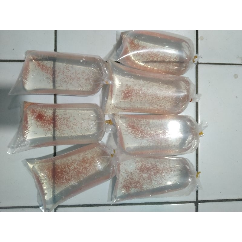 Kutu air daphnia magna starter kutu air raksasa