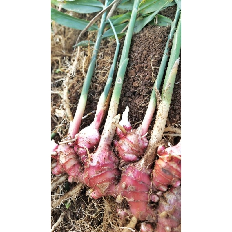 

Jahe merah red ginger segar fres