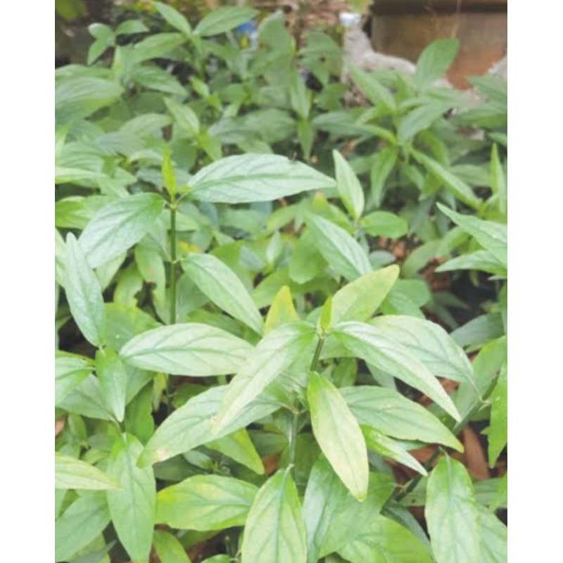 

Daun belalai gajah organik berat 100g untuk obat herbal