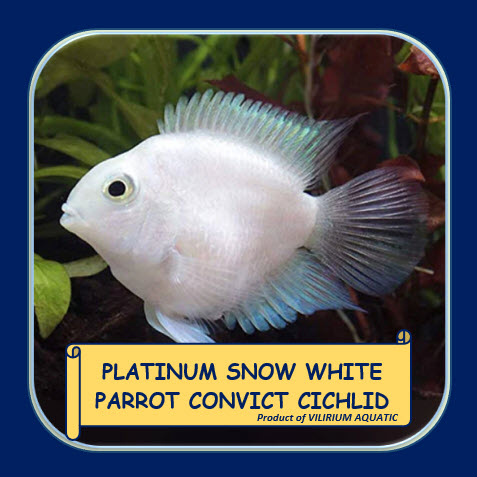 IKAN HIAS AIR TAWAR - BLUE POLAR PLATINUM / SNOW WHITE PARROT CONVICT