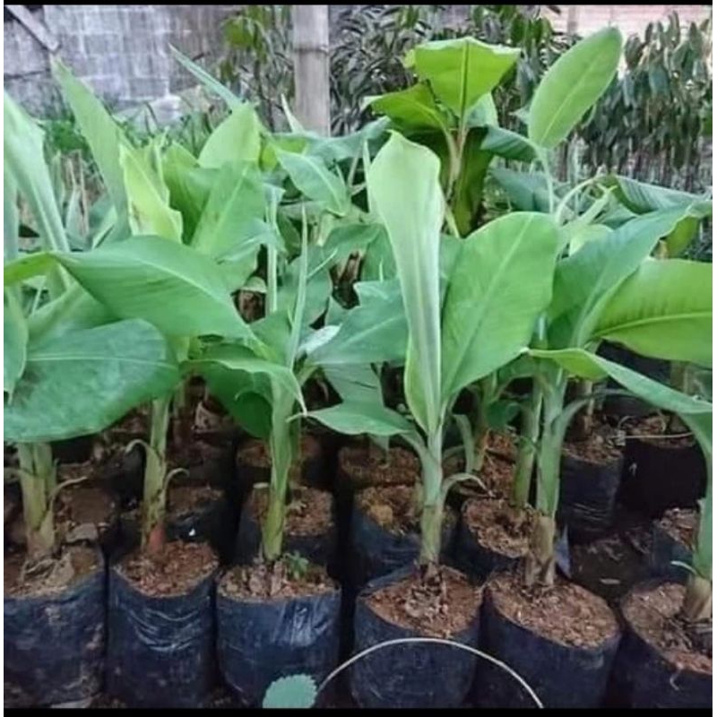 pisang ambon super