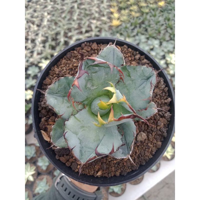 Agave - Titanota Blue Ball