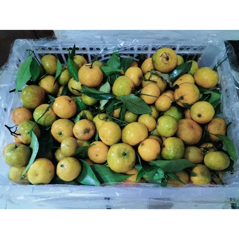 

jeruk santang matsui