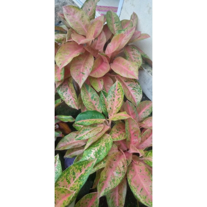 Bunga aglonema big roy